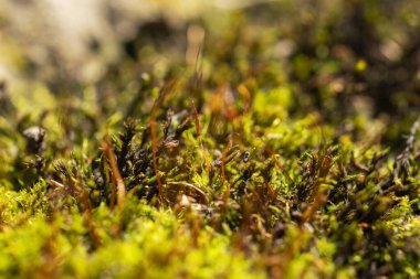 Pohlia 'lı Makro fındık yosunu ve kırmızı saplı yeşil spor kapsülleri.