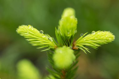 Bir ladin dallarında yeşil, genç iğneler. Parlak yeşil iğneli genç ladin dalı.
