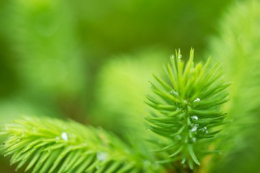 Bir ladin dallarında yeşil, genç iğneler. Parlak yeşil iğneli genç ladin dalı.