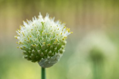 Yeşil soğan tomurcukları güzel bir arka planda çiçek açtı..