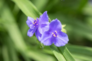 Ebedi bitki bilimsel adı Tradescantia virginiana. Haziran 'dan Eylül' e kadar çiçek açar. Bahçe ve botanik..