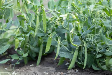 Kapsüller halinde yeşil bezelyeler yakın plan çekimde. seçici odak