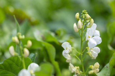 Çalı üzerinde yeşil fasulye çiçekleri. Tarlada fasulye yetişiyor. Çiçek açan fasulye bitkileri. Fasulye dilimleri..