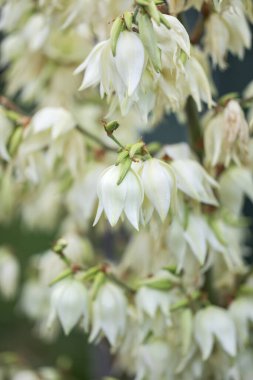 Yucca güzeli. Güçlü çiçek sapları. Yüzlerce beyaz çan çiçekleniyor.