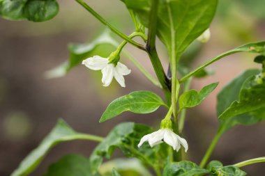 Bahçede kırmızı biberler açıyor..