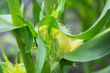 Bir mısır tarlası tam çiçekle gösterilir. Mısır uzun ve yeşildir ve tarla kalın bir yaprak tabakasıyla kaplıdır.
