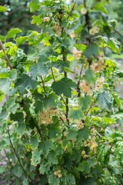 Bahçedeki dalda kuş üzümü çiçekleri