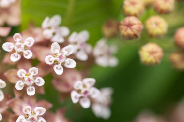 Asclepias syriaca. Apocynaceae familyasından, kelebek çiçeği, ipek otu. Yumuşak ve istilacı bitkiler. Yaygın süt otları, Asclepias syriaca.