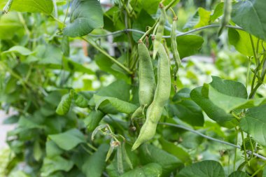 Growing green beans on a bush in the middle of a beautiful garden during the sunny summer,