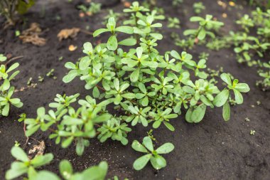 Purslane Portulaca oleracea, güneşli açık havada yakın plan.