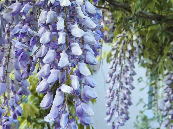 Spring flowers wisteria. Flowering tree blooming in sunset garden.