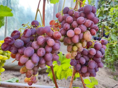 Demet mor üzüm asma bahçe üzerinde. Taze olgun sulu üzüm yakın, hasat zamanı.