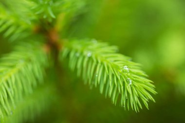 Bir ladin dallarında yeşil, genç iğneler. Parlak yeşil iğneli genç ladin dalı.