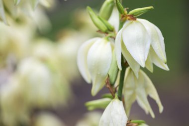 Yucca güzeli. Güçlü çiçek sapları. Yüzlerce beyaz çan çiçekleniyor.