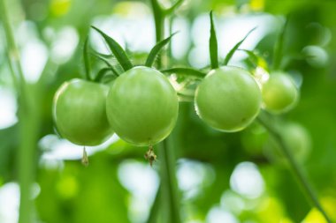 Fresh green tomatoes plant with fruits.