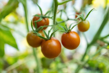 ripening tomatoes in the greenhouse. Red and green selected tomatoes in a greenhouse,