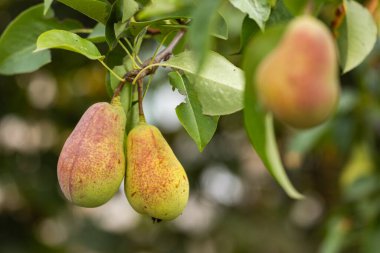 Yaz bahçesinde armutlardan oluşan olgun organik bir tarla dalı..