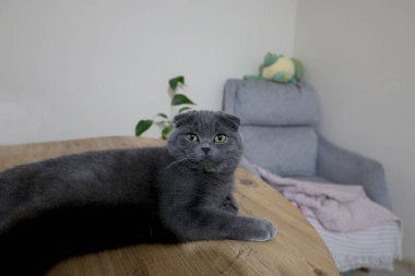 Yuvarlak kulakları ve parlak sarı gözleri olan tüylü gri bir İskoç kedisi. Kedi beyaz bir yüzeye uzanmış, tuhaf bir ifadeyle yukarı bakıyor..