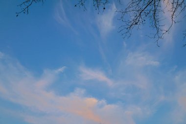 Blue sky and tree. Photo up to the sky. clipart