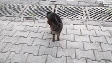 Sokakta yürüyen kediler.