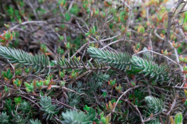 Doğadaki Yeşil Sulu Bitkinin Yakın Çekimi
