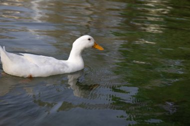 Beyaz Ördek Sakin Havuzda Yüzüyor