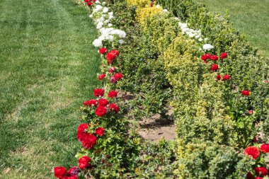 Kırmızı ve Beyaz Çiçekleri ve Yeşil Çalıları olan Güzel Bahçe