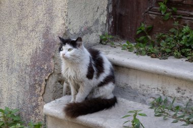 Yeşil Gözlü Kedi Merdivenlerde Oturuyor