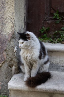 Sokak Kedisi Merdivenlerde Oturuyor.