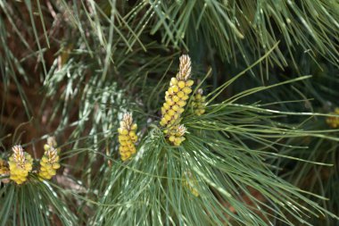 İğne Yapraklı Çam Ağacının Yakın Çekimi