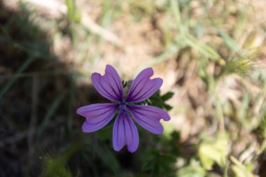 Doğal Işıkta Çizgili Yapraklı Mor Yaban Çiçeğinin Yakın Çekimi
