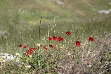 Vahşi Kırmızı Gelincikler ve Sarı Çiçekler Göl kenarındaki bir tepede çiçek açıyor