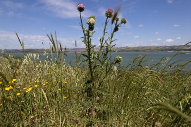 Vahşi devedikeni ve sarı çiçekleri Rüzgarlı bir yamaçta Bir göle bakan