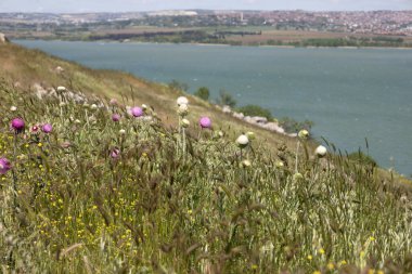 Hillside 'da Vahşi Deve Çiçekleri Manzaralı Göl ve Kırsal Bölge' ye Bakar
