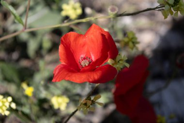 Doğal Işıkta Sarı Yaban Çiçekleri ile Kırmızı Gelincik Çiçeğinin Yakın Çekimi