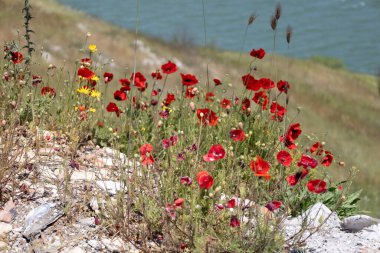 Vahşi Kırmızı Gelincikler ve Sarı Çiçekler Göl kenarındaki bir tepede çiçek açıyor