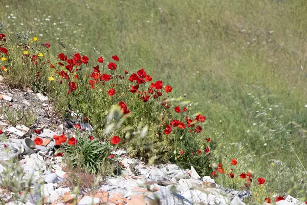 Vahşi Kırmızı Gelincikler ve Sarı Çiçekler Göl kenarındaki bir tepede çiçek açıyor