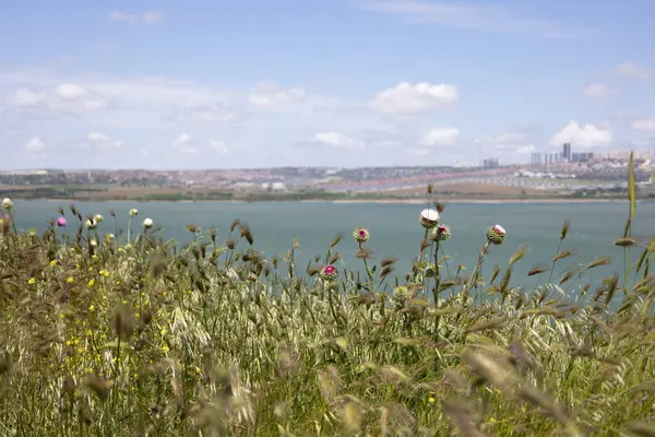 Hillside 'da Vahşi Deve Çiçekleri Manzaralı Göl ve Kırsal Bölge' ye Bakar