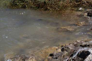 Dalgalar berrak su ve sazlıklarla Rocky Shore 'a çarpıyor