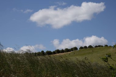 Mavi Gök Altında Yeşil Tepe Dağılmış Ağaçlar ve Beyaz Bulutlar
