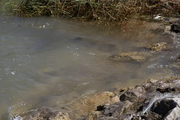 Dalgalar berrak su ve sazlıklarla Rocky Shore 'a çarpıyor