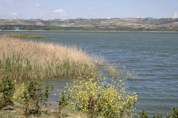 Baharda Sazlıklarla Lakeside Manzarası ve Yaban Çiçekleri