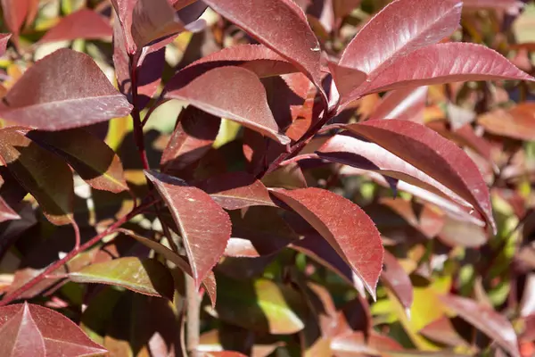 Doğal Güneş Işığında Kırmızı Yapraklar