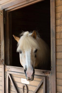 Sarı At Ahırdan Dışarıya Bakıyor