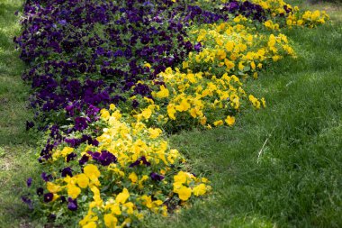 Kendinden emin Martı Şehir Kayalıklarında Pozisyon Veriyor