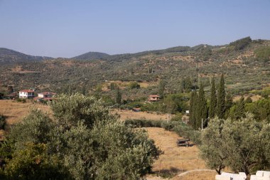 Zeytin Ağaçları ve Evleriyle Kırsal Arazi