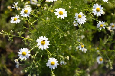 Papatya Çiçekleri Doğada Çiçek Açıyor