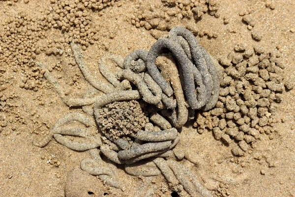 海の虫の糞は砂の上の円で転がっている あちこちに散らばっている砂のカニによって引き起こされる小さな砂の球があります よく見ると 糞の横に小さなカニが見えます — ストック写真