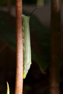 Yeşil bir şahin güvesi bir dala tünemiş..