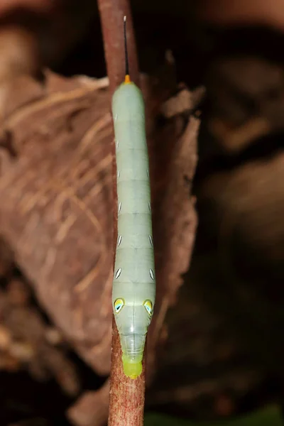 Green Hawk Moth Caterpillar Perched Branch — Stock Photo, Image